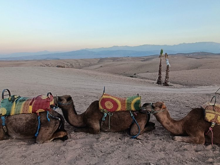 Marrakech camels