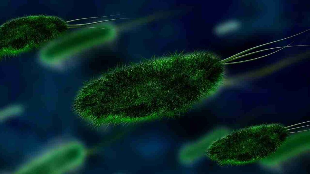 Helicobacter pylori how to get it