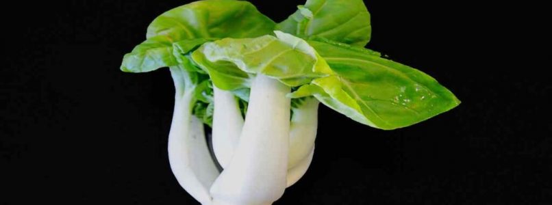 Chinese cabbage properties