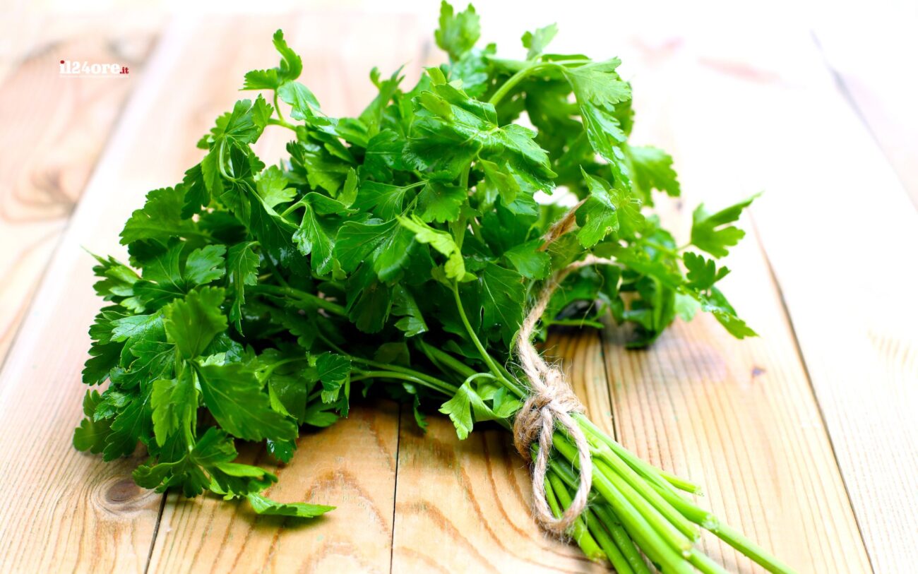 Truth about Parsley: It's Not Poisonous, But Beware of the Essential Oil!