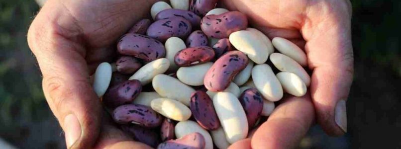 types beans