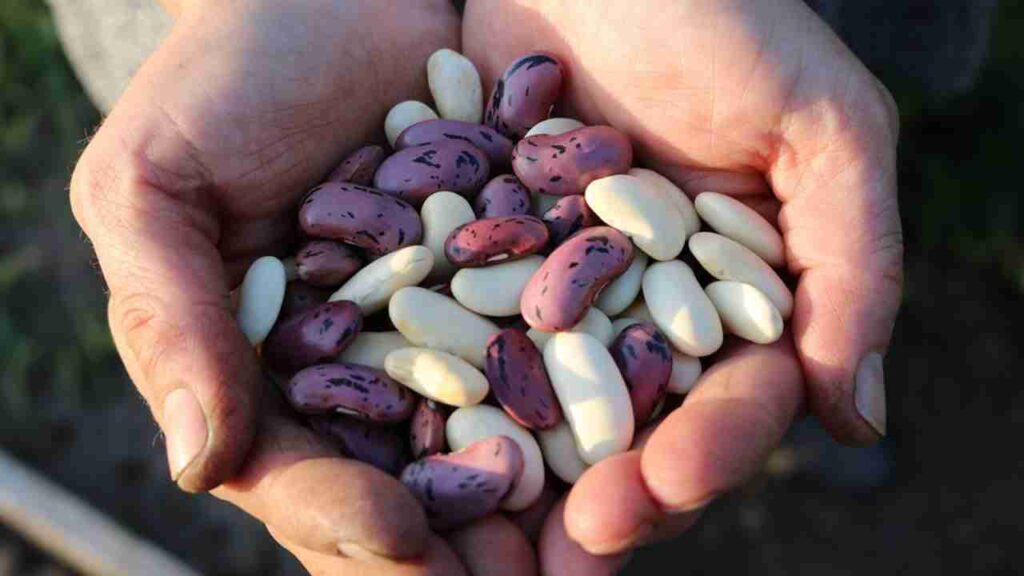 types beans